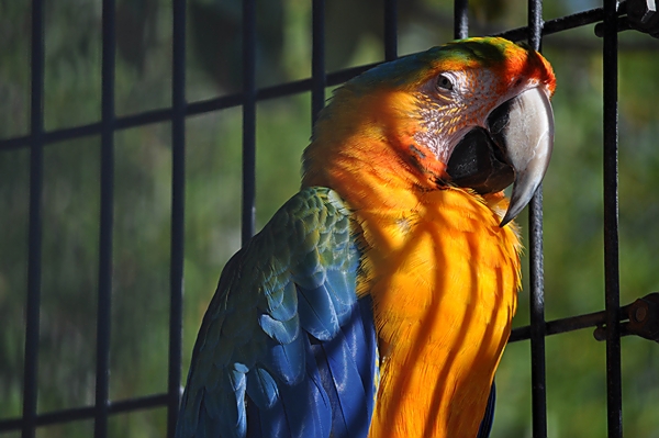 Caged Bird.jpg